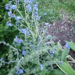 Chinese forget-me-not thumbnail 4