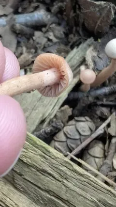 Laccaria alba thumbnail 2