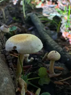 Pholiota parvula thumbnail 2