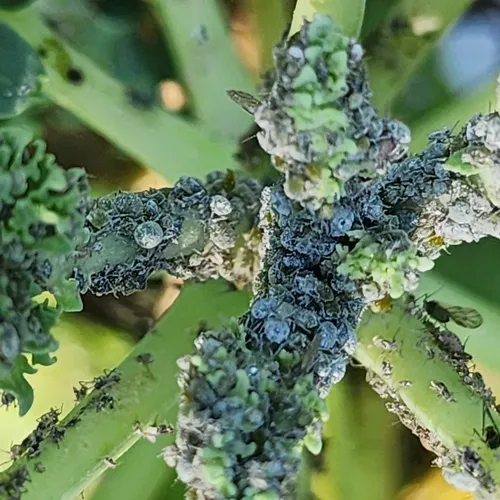 Cabbage Aphid