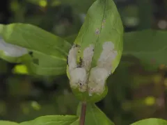 Astrotischeria occidentalis thumbnail 1