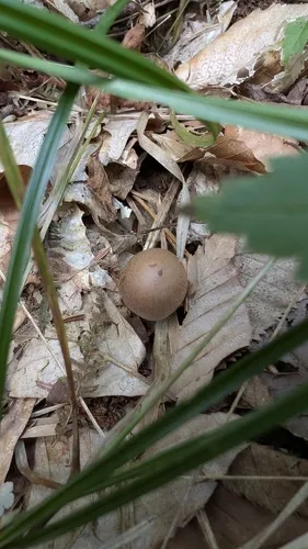 Cortinarius simulatus