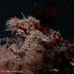 Longfin gunnel thumbnail 4