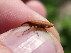 Lixus rubellus thumbnail 1