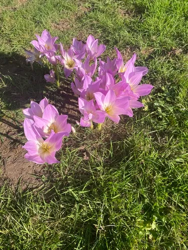 Giant Meadow Saffron