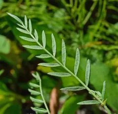 Bourgov's Milkvetch thumbnail 4