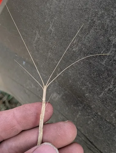 jointed goat grass