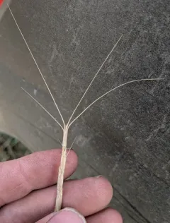 jointed goat grass thumbnail 1