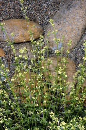 kellogg's bedstraw