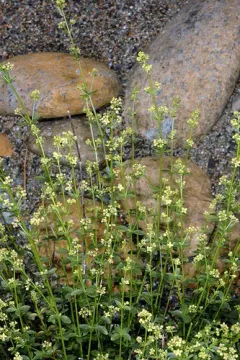 kellogg's bedstraw thumbnail 1