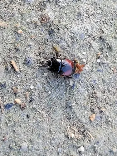 Spotted Clown Beetle