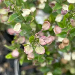 small skullcap thumbnail 2