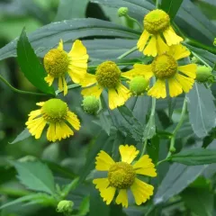 common sneezeweed thumbnail 2