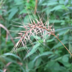 bottlebrush grass thumbnail 4