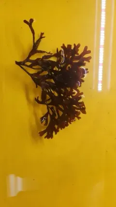 Fredericqia chiton thumbnail 1