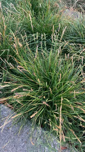 autumn moor grass