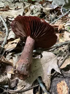 Cortinarius squamulosus thumbnail 3