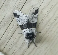 Furcula gigans thumbnail 1