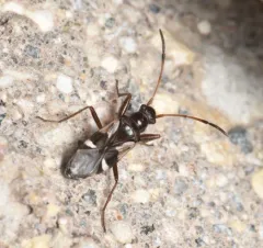 Slaterobius insignis thumbnail 4