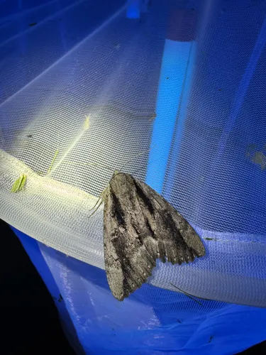 Angus’ Underwing