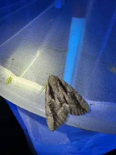 Angus’ Underwing thumbnail 1