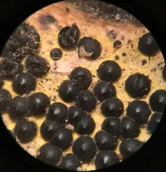Rosellinia subiculata thumbnail 2