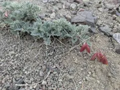 Cotton's Milkvetch thumbnail 2