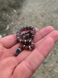 Western Milksnake thumbnail 3