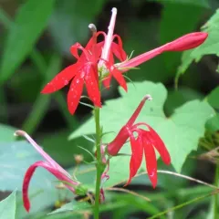 cardinal flower thumbnail 1