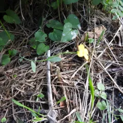 rapeseed thumbnail 4