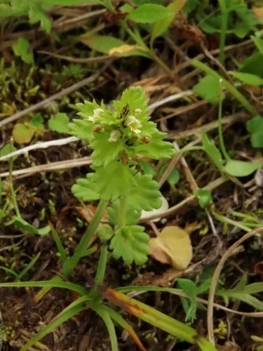 Subalpine Eyebright