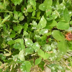 Clover Powdery Mildew thumbnail 2