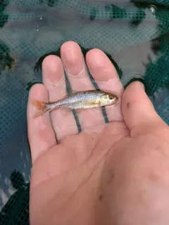 Oregon Chub thumbnail 1