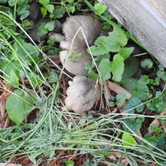 Coprinopsis uliginicola thumbnail 1