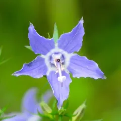 tall bellflower thumbnail 2