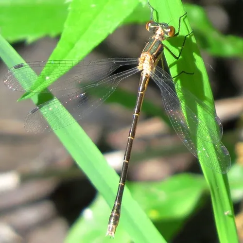 Emerald Spreadwing
