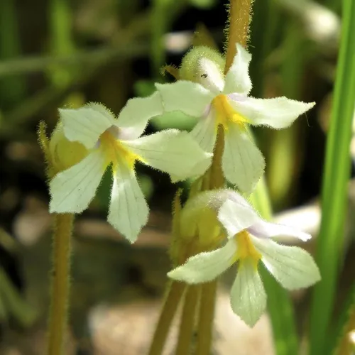 one-flowered cancer-root