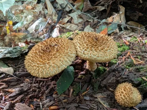 Leucopholiota lignicola