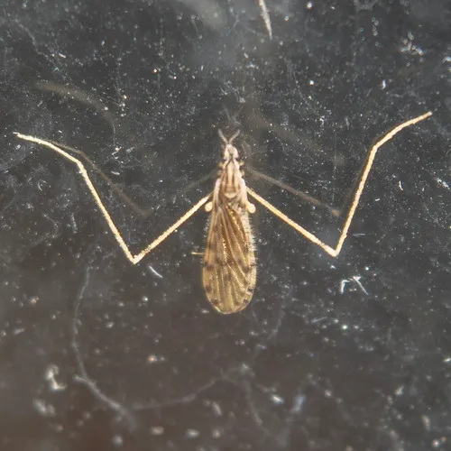 Erioptera parva