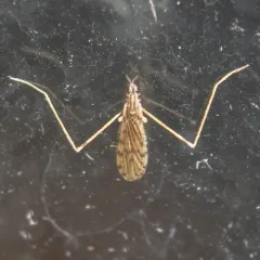 Erioptera parva thumbnail 1