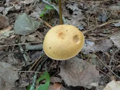 spicy suillus thumbnail 3