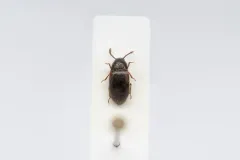 Pisenus humeralis thumbnail 2
