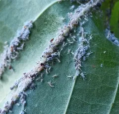 Buttonbush aphid thumbnail 2