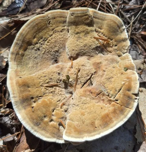 Woolly Velvet Polypore