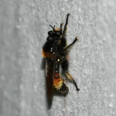Laphria asturina thumbnail 2