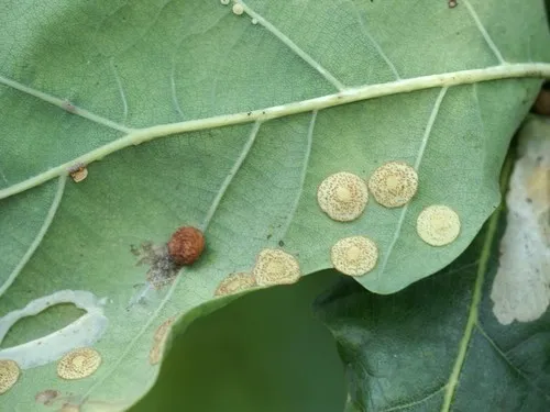 Common Spangle Gall Wasp