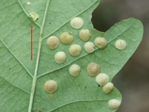 Smooth Spangle Gall Wasp