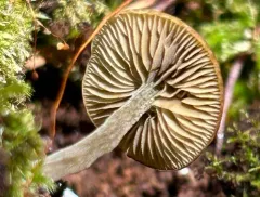 Dingy Twiglet thumbnail 2