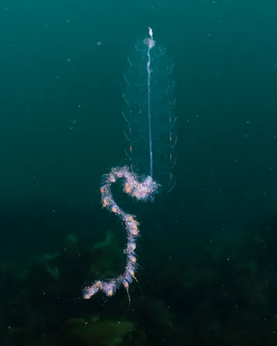 Nanomia cara