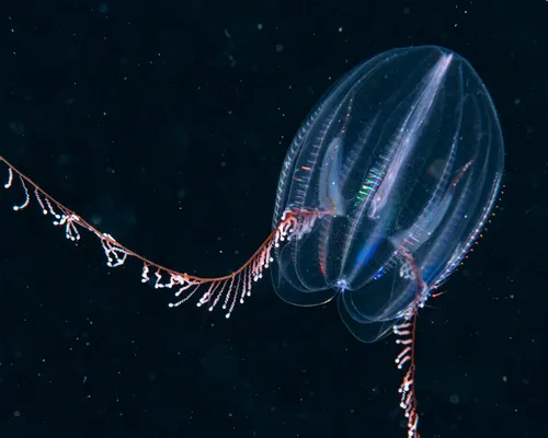 Arctic comb jelly